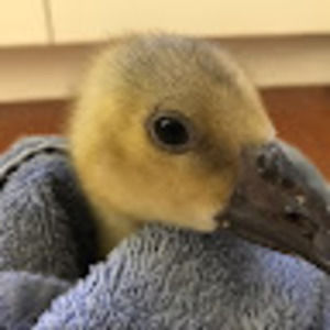 Meet your Posher, Yolanda